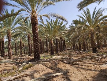 مظلات وسواتر سماء الابداع