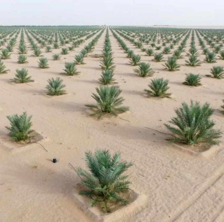 مظلات وسواتر سماء الابداع