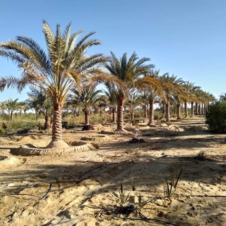 مظلات وسواتر سماء الابداع