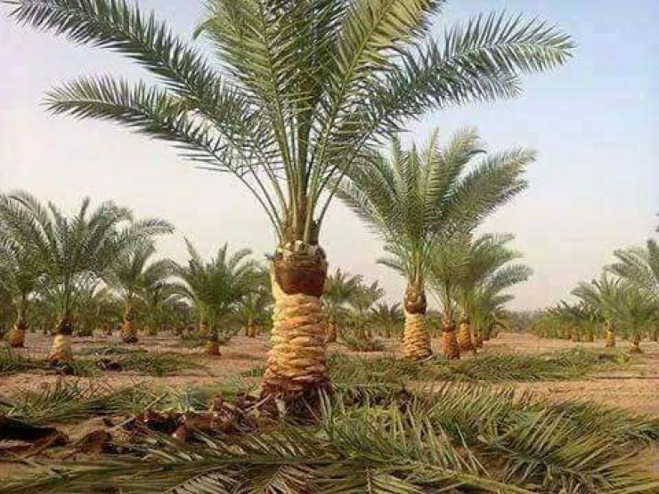 مظلات وسواتر سماء الابداع