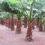 مظلات وسواتر سماء الابداع