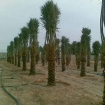 مظلات وسواتر سماء الابداع